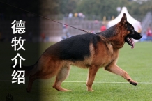 德牧介绍